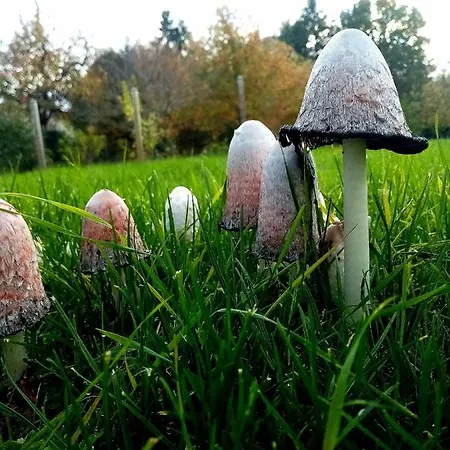 Repos Et Detente Au Coeur Des Richesses Du Poitou Casa de Férias *