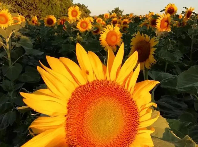 Repos Et Detente Au Coeur Des Richesses Du Poitou בית נופש *