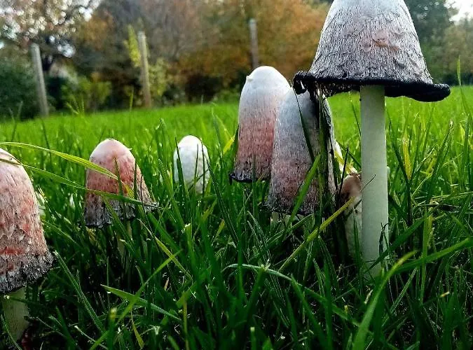 Repos Et Detente Au Coeur Des Richesses Du Poitou בית נופש *